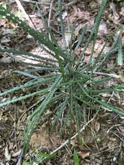 Schlechterina mitostemmatoides