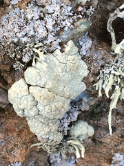 Protoparmeliopsis pinguis