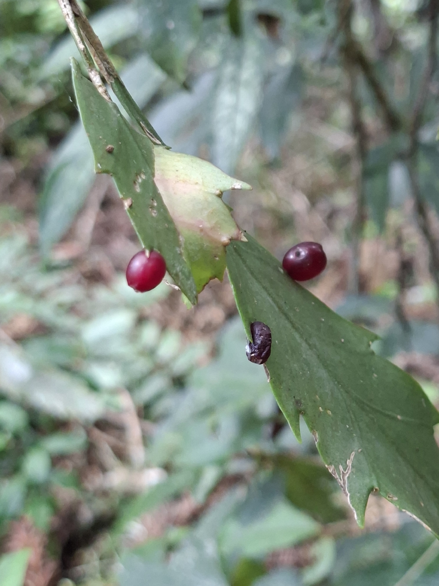 Lepismium houlletianum