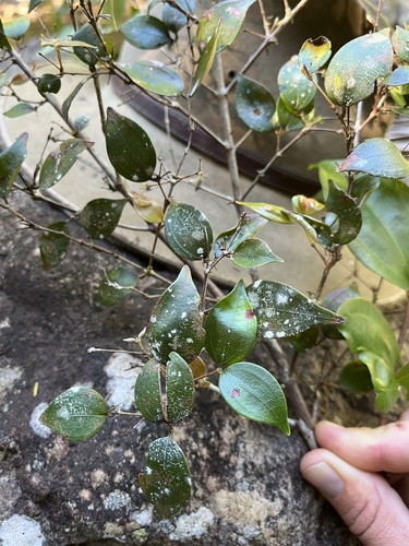 Rhodamnia pauciovulata observed 2023-08-19