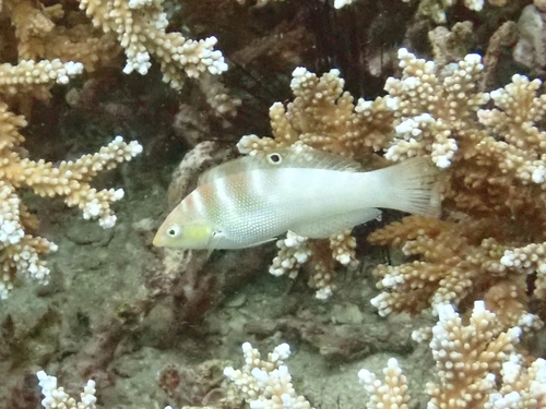 Coris batuensis observed 2025-12-26
