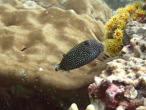 Ostracion meleagris