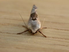 Tymbophora peltastis