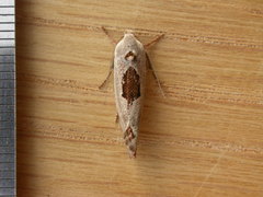 Tymbophora peltastis
