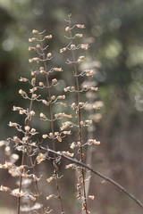 Dicerandra linearifolia