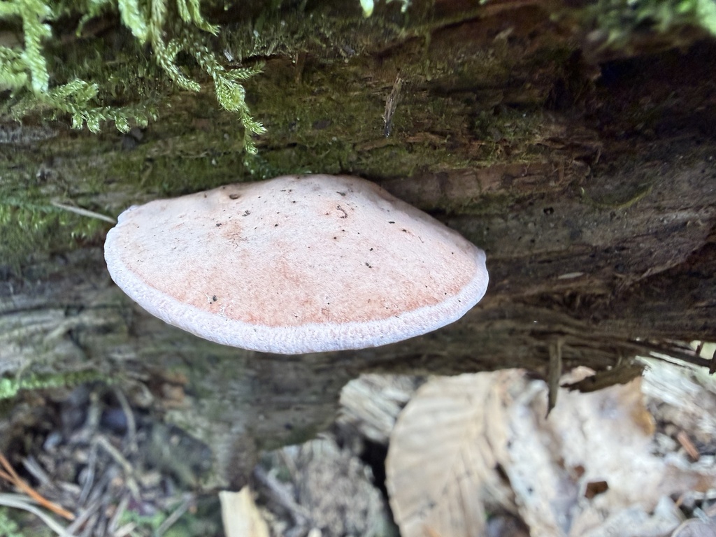 Fomitopsis cajanderi · November 2025 · photo: © ladyjanaye (iNaturalist, cc-by)