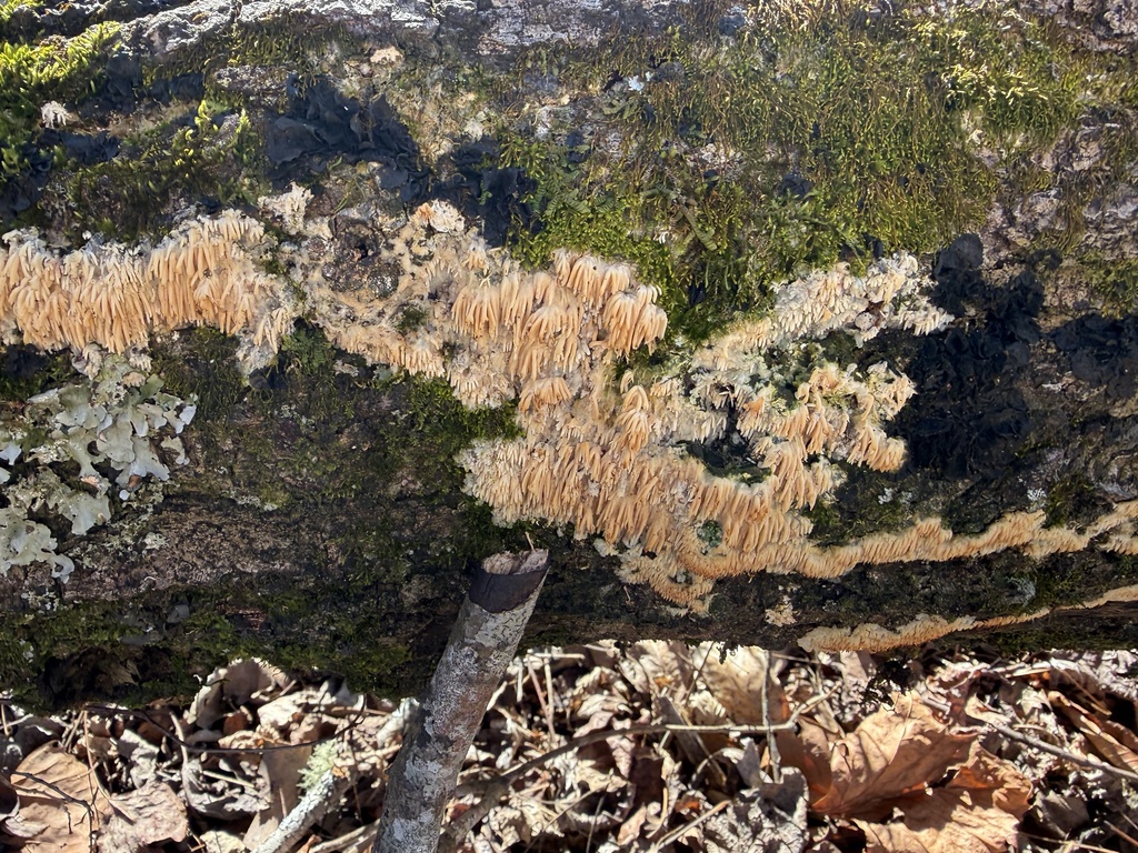 Radulomyces copelandii · December 2025 · photo: © ladyjanaye (iNaturalist, cc-by)