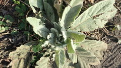 Verbascum thapsus