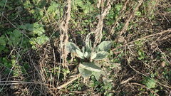 Verbascum thapsus