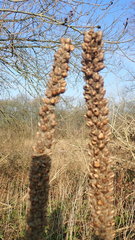 Verbascum thapsus