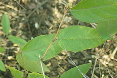 Lonicera fragrantissima
