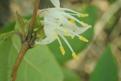 Lonicera fragrantissima