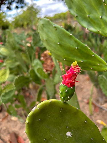 Cochineal Nopal Cactus