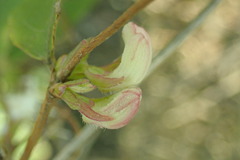 Lonicera fragrantissima