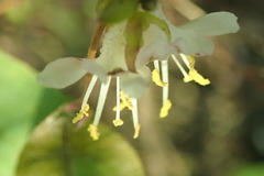 Lonicera fragrantissima