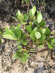 Avicennia