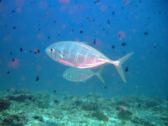 Caranginae