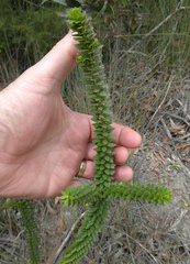 Melaleuca diosmifolia