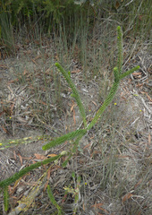 Melaleuca diosmifolia