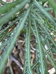 Schlechterina mitostemmatoides