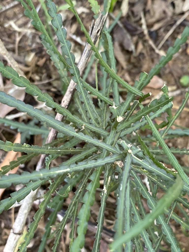Schlechterina mitostemmatoides