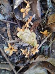 Erastria decrepitaria