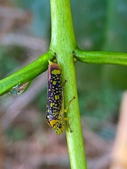 Aulacizes conspersa