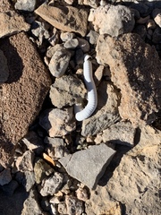 Orthoporus