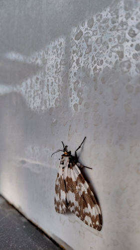 Lymantria atemeles