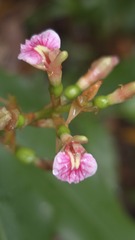 (c) Petra Holland, some rights reserved (CC BY) Alpinia arundelliana, photograph (c) Petra Holland, some rights reserved (CC BY)