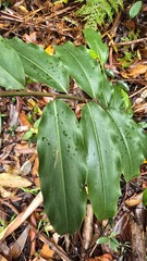 Alpinia arundelliana, photograph (c) Petra Holland, some rights reserved (CC BY)