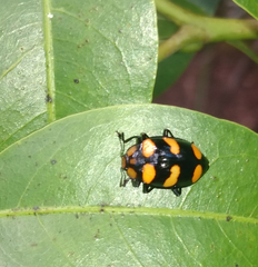 Oligocorynus erythrogonus