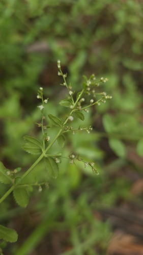mountain raspwort (Gonocarpus oreophilus)