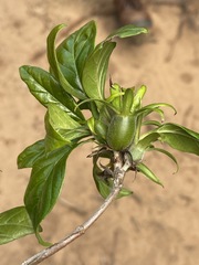 Leptactina delagoensis