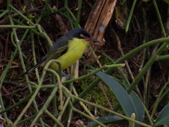Todirostrum cinereum
