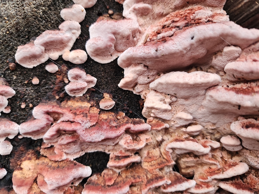 Fomitopsis cajanderi · December 2025 · photo: © humon (iNaturalist, cc-by)