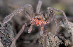 Socalchemmis miramar