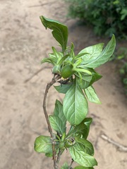 Leptactina delagoensis