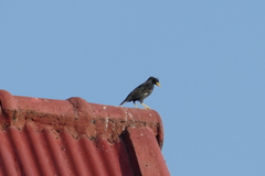 Acridotheres grandis