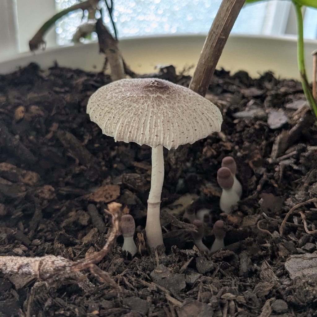 Leucocoprinus ianthinus · December 2025 · photo: © lukelythgoe (iNaturalist, cc0)