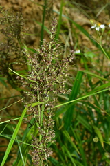 Scleria terrestris