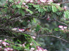 Pachyramphus rufus