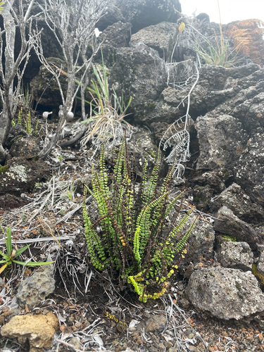 Asplenium densum observed 2025-12-23