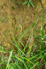 Scleria terrestris
