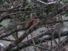 Pachyramphus rufus
