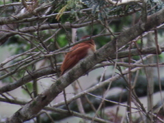 Pachyramphus rufus