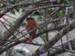 Pachyramphus rufus