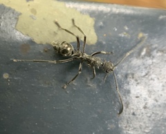 Polyrhachis sexspinosa