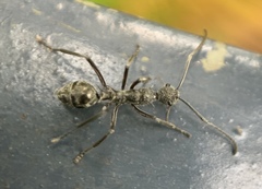 Polyrhachis sexspinosa