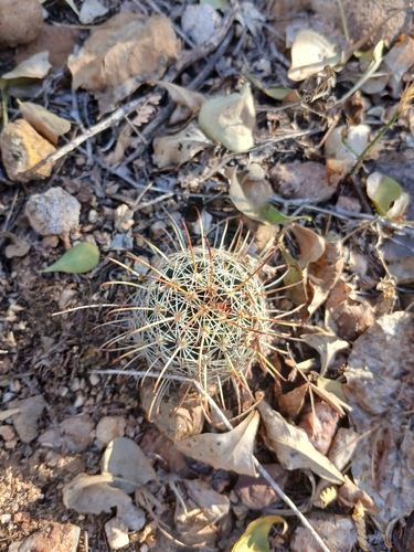 Counterclockwise nipple cactus (Cochemiea mainiae)